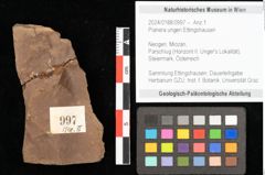 Foto (Objekt + Etikett) von Planera ungeri Ettingshausen (NHMW-GEO-2024-0188-0997)